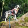 TV-Star Gustav sucht sein Forever Home
