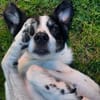 TV-Star Gustav sucht sein Forever Home