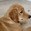 Bei wem darf Pepi/Teddy endlich ankommen?