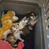 Katzenkinder