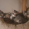 Katzenkinder