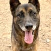 Mali-Mix Mait sucht sein Zuhause