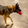 Mali-Mix Mait sucht sein Zuhause