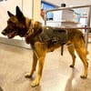 Mali-Mix Mait sucht sein Zuhause