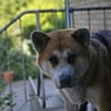 Amira  Schutzgebühr 500 Euro