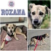 ROXANA ° zarte Hündin sucht ihre Menschen 🐾🐶