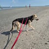 ROXANA ° zarte Hündin sucht ihre Menschen 🐾🐶