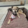 ROXANA ° zarte Hündin sucht ihre Menschen 🐾🐶