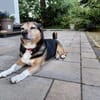 MEGGIE GEHÖRT NOCH LANGE NICHT ZUM ALTEN EISEN