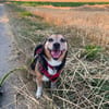 MEGGIE GEHÖRT NOCH LANGE NICHT ZUM ALTEN EISEN
