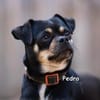 Pedro