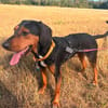 Sissy W 5/23 auf der  Pflegestelle in 76829 Landau