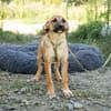 Dino sucht sein Für- immer Zuhause...