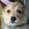 JUDY-bezaubernde, verspielte Bichon-Mix-Welpen-Hündin