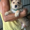 JUDY-bezaubernde, verspielte Bichon-Mix-Welpen-Hündin