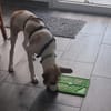 Cody- kleiner Knirps, großer Charakter