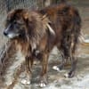 Herzensguter Hundemann JOVAN
