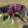 Pinscher-Mix COOKIE sucht ein Zuhause