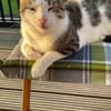 Lounis möchte dich um die Pfote wickeln