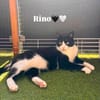 Rino& Felix m ~3 j möchten zusammen bleiben