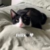 Rino& Felix m ~3 j möchten zusammen bleiben