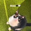 Rino& Felix m ~3 j möchten zusammen bleiben