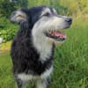 Ciccio-wartet auf Pflegestelle in Berlin