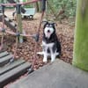 Ciccio-wartet auf Pflegestelle in Berlin