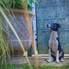 Freya sucht ein ganz liebevolles Zuhause für Immer