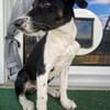 Freya sucht ein ganz liebevolles Zuhause für Immer