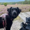 🐾Melissa🐾 sucht ihre Menschen