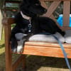 🐾Melissa🐾 sucht ihre Menschen