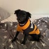 🐾Melissa🐾 sucht ihre Menschen