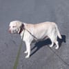 JESSY- Labrador sucht neues Zuhause