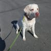 JESSY- Labrador sucht neues Zuhause