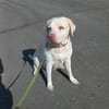 JESSY- Labrador sucht neues Zuhause