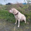JESSY- Labrador sucht neues Zuhause
