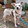 Aviva ist eine so süße + liebe Hündin!