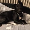 Velma, süßer Welpe sucht neues Zuhause