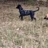 Velma, süßer Welpe sucht neues Zuhause