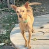 stitch (EN COURS D’ADOPTION)