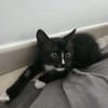 AMELIA
