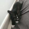 AMELIA