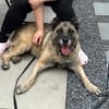 Gena - ein Herz aus Gold wartet hinter dem Tierheimgitter.