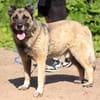 Gena - ein Herz aus Gold wartet hinter dem Tierheimgitter.