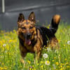 Menschenbezoger Max sucht sein zu Hause