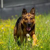 Menschenbezoger Max sucht sein zu Hause