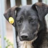 Filly - hübsche Hündin