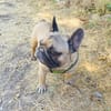 Französische Bulldogge Dolar