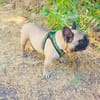 Französische Bulldogge Dolar